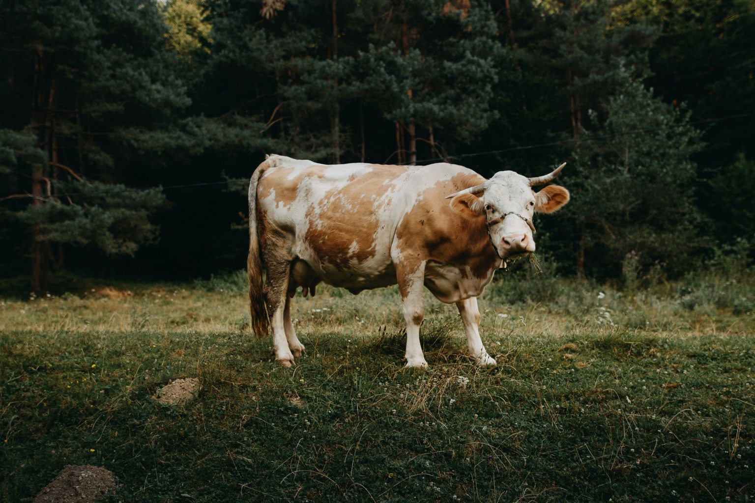 Sapi Jawa