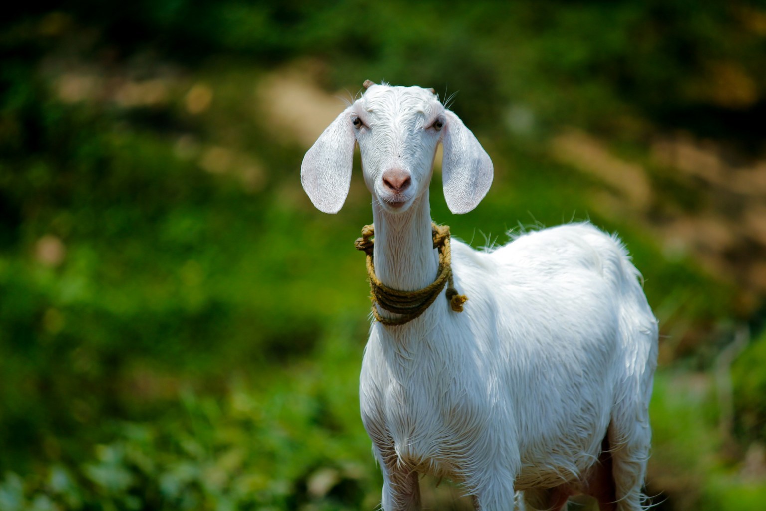 Kambing